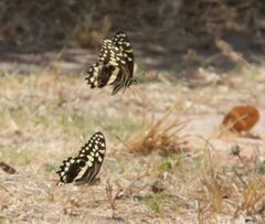 Papilio demodocus demodocus
