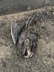 Gallinago