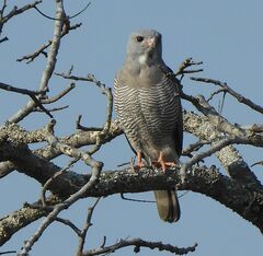 Kaupifalco monogrammicus