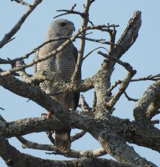 Kaupifalco monogrammicus