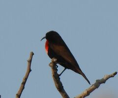 Chalcomitra senegalensis gutturalis