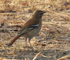 Cercotrichas leucophrys