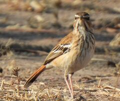 Cercotrichas leucophrys