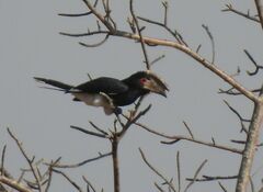 Bycanistes bucinator