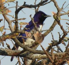 Cinnyricinclus leucogaster
