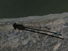 Pseudagrion
