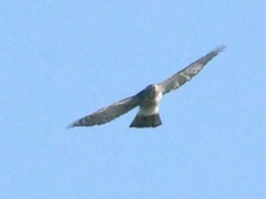 Accipiter virgatus