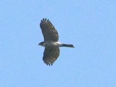 Accipiter virgatus