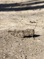 Trimerotropini