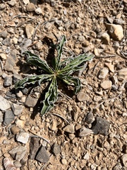 Frasera albomarginata