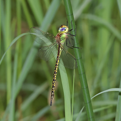 Austrogynacantha heterogena