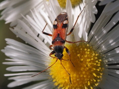 Beosus quadripunctatus