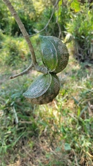 Tabernaemontana tomentosa