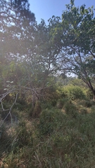 Tabernaemontana tomentosa