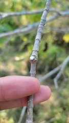 Tabernaemontana tomentosa