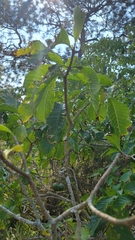 Tabernaemontana tomentosa