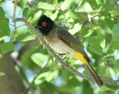 Pycnonotus nigricans