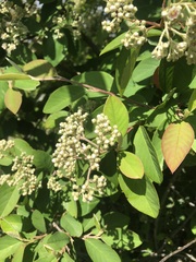 Cotoneaster glaucophyllus serotinus