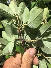 Cotoneaster glaucophyllus serotinus