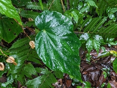 Begonia formosana
