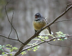 Rhipidura fuliginosa fuliginosa