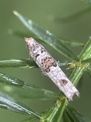 Spilonota constrictana