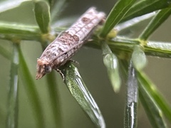 Spilonota constrictana