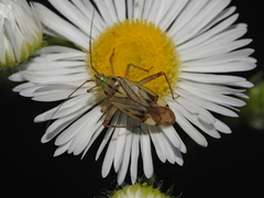 Closterotomus costae