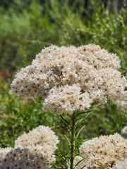Ozothamnus diosmifolius