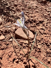 Androstephium breviflorum