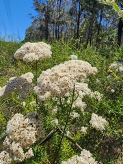 Ozothamnus diosmifolius
