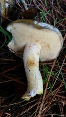 Suillus pungens