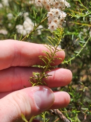 Ozothamnus diosmifolius