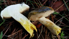 Suillus pungens