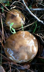 Suillus pungens