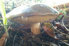 Suillus pungens