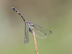 Nannophlebia eludens