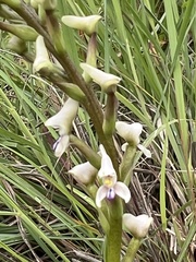 Disa aconitoides