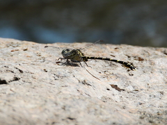 Hemigomphus comitatus