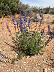 Lupinus argenteus