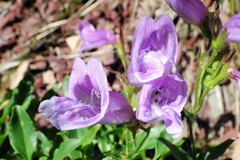 Penstemon ellipticus