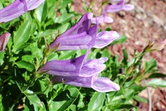 Penstemon ellipticus