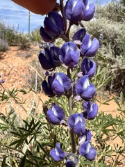 Lupinus argenteus