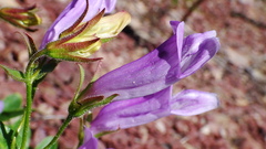 Penstemon ellipticus