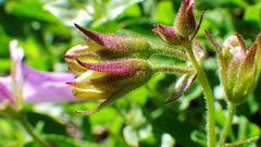 Penstemon ellipticus