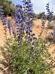 Lupinus argenteus