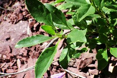Penstemon ellipticus