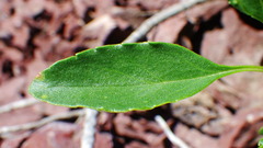 Penstemon ellipticus