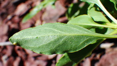 Penstemon ellipticus