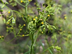 Senecio hispidulus